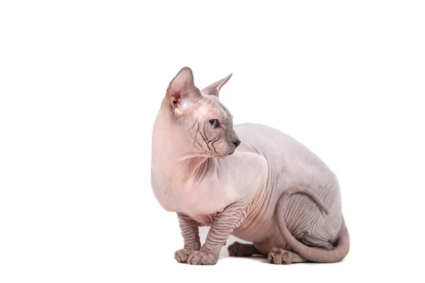 Sphynx Cat White Background — Stock Photo, Image