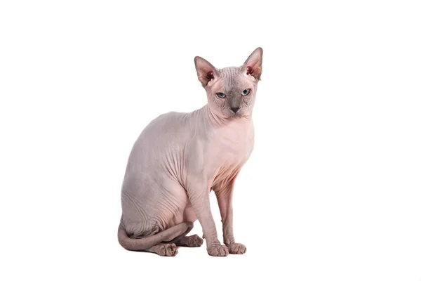 Sphynx Cat White Background — Stock Photo, Image