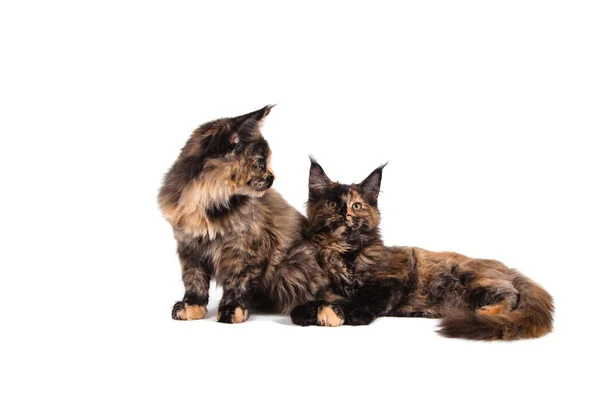 Dois Gatinhos Maine Coon Sentados Frente Fundo Branco Gato Sentado — Fotografia de Stock