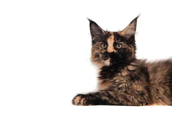 Maine Coon Kitten Sitting Front White Background — Stock Photo, Image