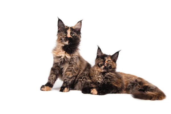 Dos Gatitos Maine Coon Sentados Frente Fondo Blanco Gato Sentado — Foto de Stock