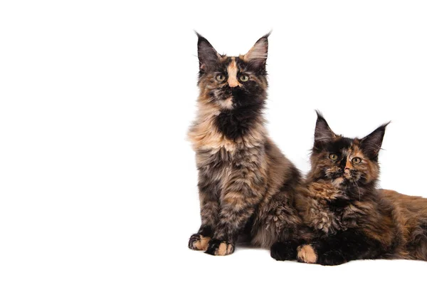 Dos Gatitos Maine Coon Sentados Frente Fondo Blanco Gato Sentado — Foto de Stock