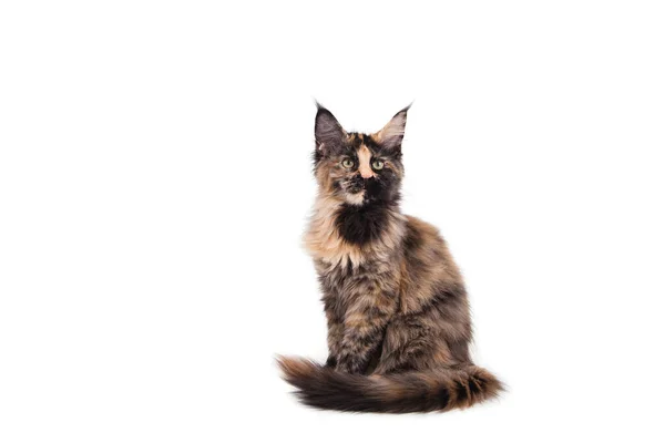 Maine Coon Kitten Sitting Front White Background — Stock Photo, Image