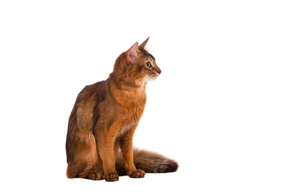 Somali Cat White Background — Stock Photo, Image