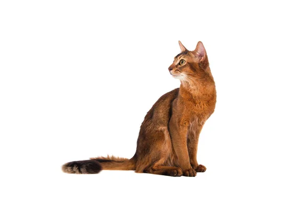 Somali Cat White Background — Stock Photo, Image