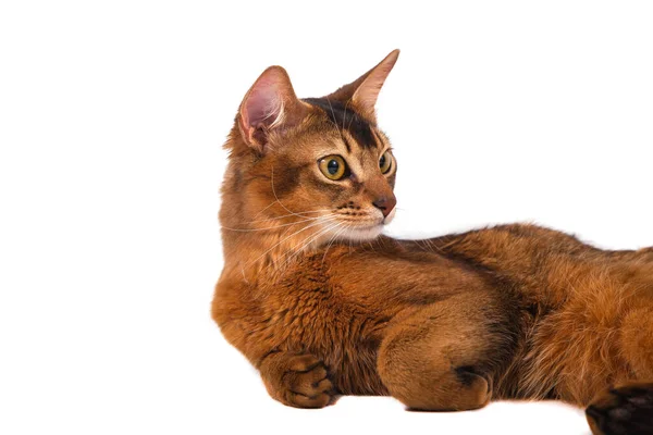 Somali cat on a white background