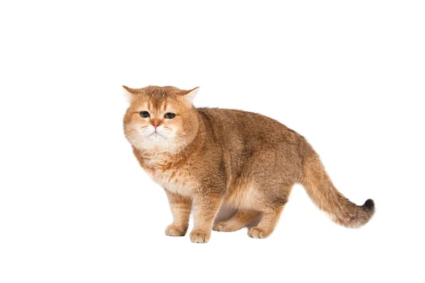 Brits Goud Tikte Kat Met Groene Ogen Een Witte Achtergrond — Stockfoto