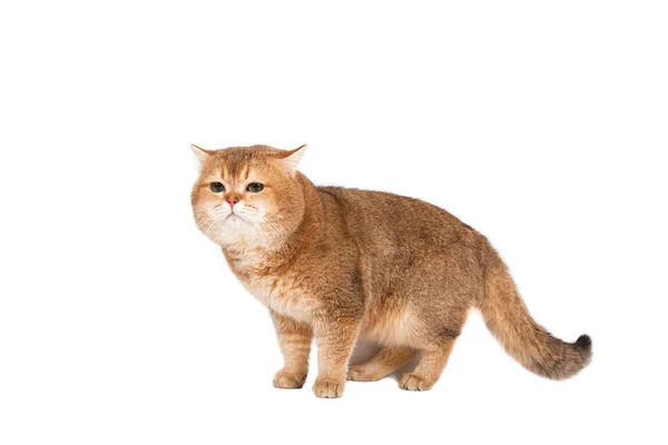 Britische Goldkatze Mit Grünen Augen Auf Weißem Hintergrund — Stockfoto