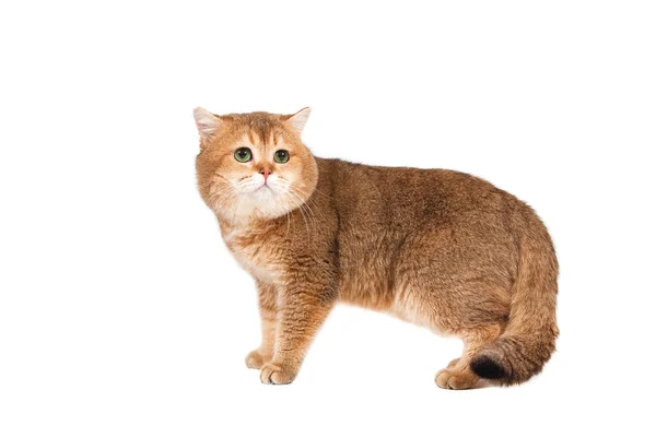 Brittisk Guld Tickad Katt Med Gröna Ögon Vit Bakgrund — Stockfoto