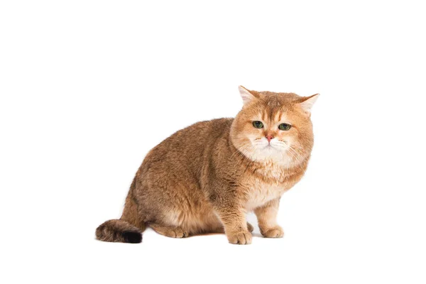 British Gold Ticked Cat Con Ojos Verdes Sobre Fondo Blanco —  Fotos de Stock