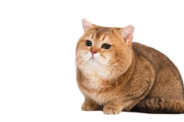 Brits Goud Tikte Kat Met Groene Ogen Een Witte Achtergrond — Stockfoto