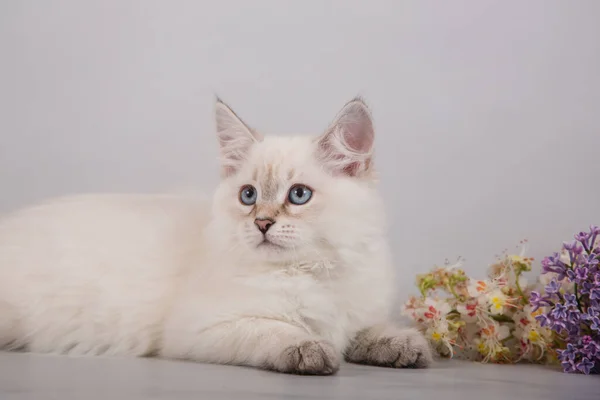 Small Siberian Neva Masquerade Kitten Gray Background Cat Sitting Branch — Stock Photo, Image