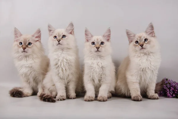 Quattro Piccoli Gattini Siberiani Maschera Neva Sfondo Grigio Gatti Seduti — Foto Stock