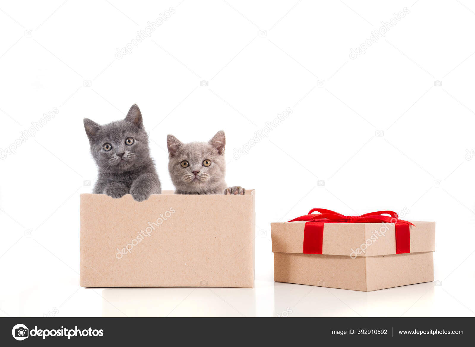 Dua Kitten British Ungu Beige Dan Biru Latar Belakang Putih Stok Foto C Uzhursky 392910592