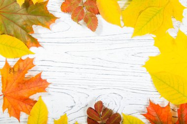 Sonbahar akçaağaç yapraklı ahşap zemin