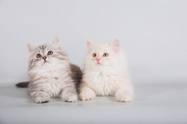 Gri arka planda iki küçük Sibirya kedisi