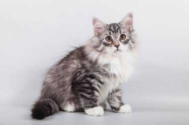 Gri arka planda küçük Sibirya kedisi