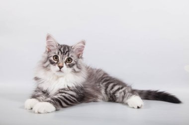 Gri arka planda küçük Sibirya kedisi