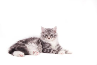 Beyaz arka planda küçük Sibirya kedisi