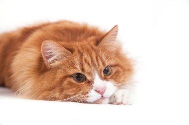 Beyaz arka planda Kırmızı Sibirya kedisi. Kedi sırt üstü uzanıyor.