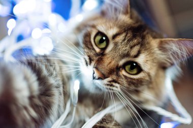 Komik kedi selfie çekiyor. Kapat. 