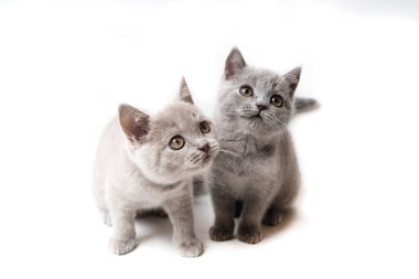 Beyaz arka planda iki İngiliz kedisi. Kediler yukarı bakıyor