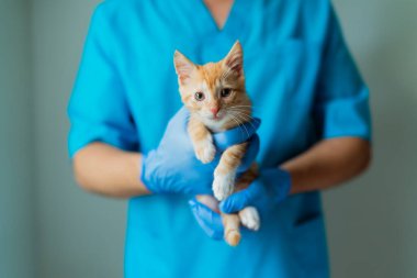 Doktor veteriner veteriner veteriner, veteriner kliniğinde üç bacaklı kedi yavrusunu muayene ediyor. Protez bacak.