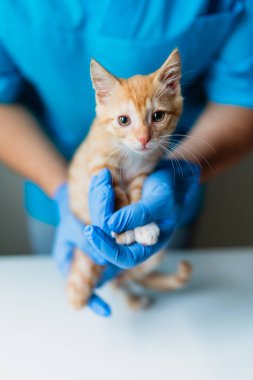 Doktor veteriner veteriner veteriner, veteriner kliniğinde üç bacaklı kedi yavrusunu muayene ediyor. Protez bacak.