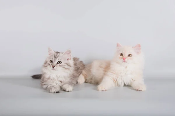 Two Small Siberian Kittens Grey Background — Stock Photo, Image