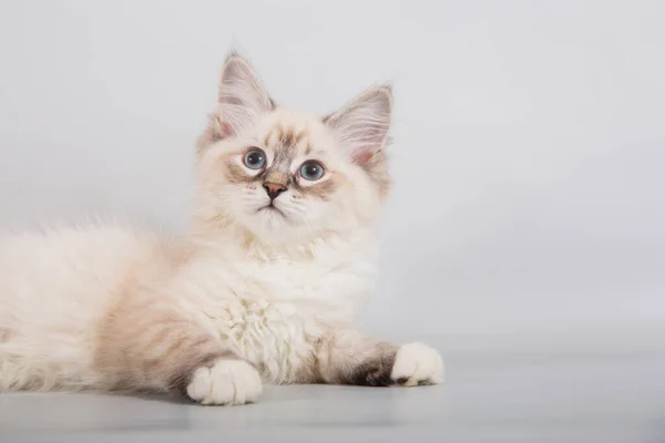 Malé Sibiřské Kotě Šedém Pozadí — Stock fotografie