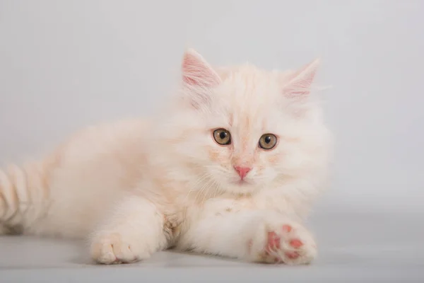 Small Siberian Kitten Grey Background — Stock Photo, Image