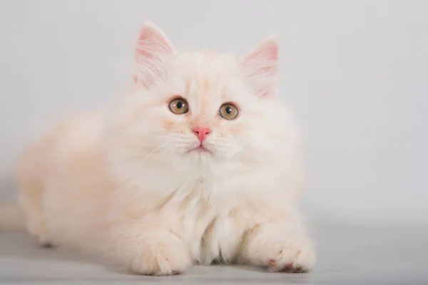 Piccolo Gattino Siberiano Sfondo Grigio — Foto Stock