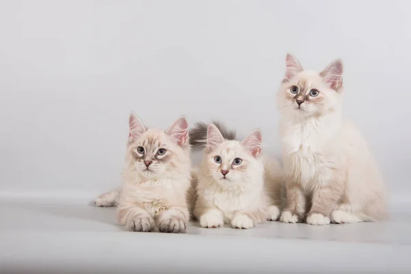 Три Маленькі Сибірські Кошенята Сірому Фоні — стокове фото
