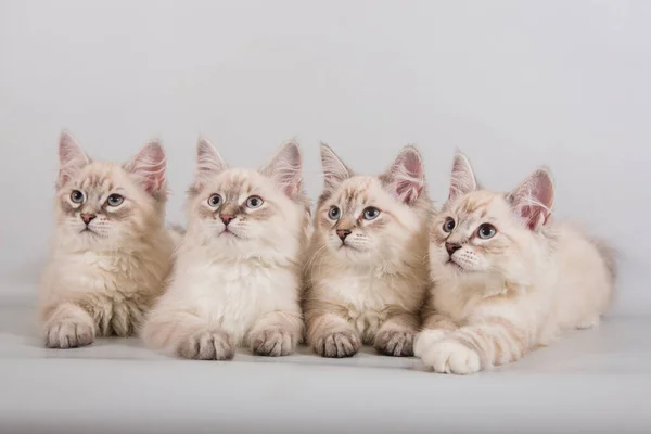 Quatre Petits Chatons Neva Masquerade Sibériens Sur Fond Gris — Photo