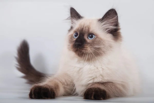 Small Siberian Kitten Grey Background — Stock Photo, Image