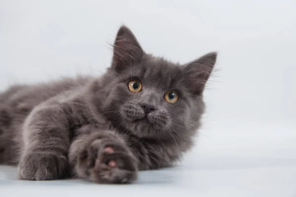 Malé Sibiřské Kotě Šedém Pozadí — Stock fotografie