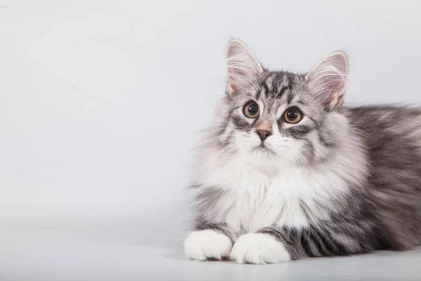 灰色背景的西伯利亚小猫咪 — 图库照片