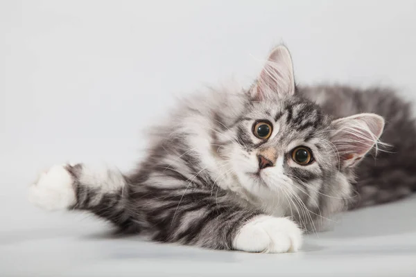 Piccolo Gattino Siberiano Sfondo Grigio — Foto Stock