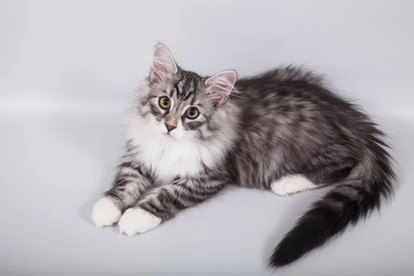 Small Siberian Kitten Grey Background — Stock Photo, Image