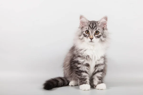 Small Siberian Kitten Grey Background — Stock Photo, Image