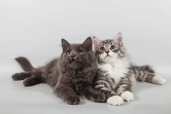 灰色の背景に2つの小さなシベリア子猫 — ストック写真
