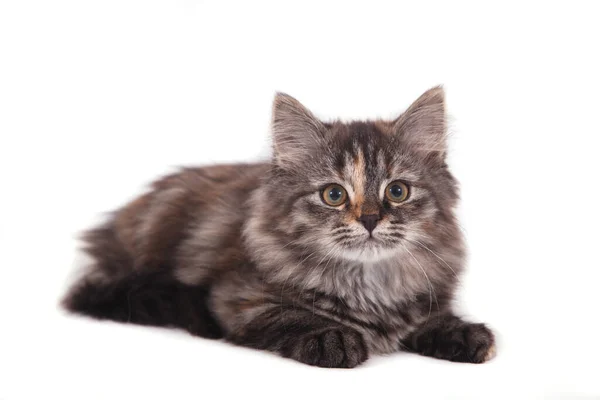 Pequeño Gatito Siberiano Sobre Fondo Blanco — Foto de Stock