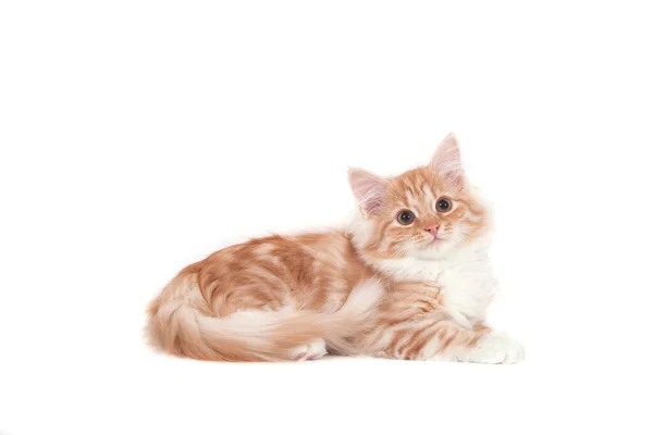 Small Siberian Kitten White Background — Stock Photo, Image