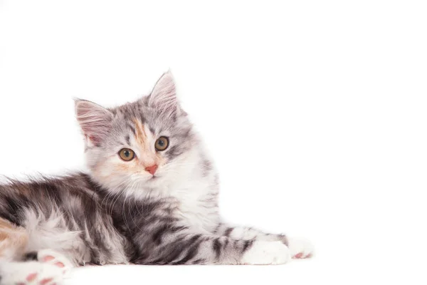 Pequeño Gatito Siberiano Sobre Fondo Blanco — Foto de Stock