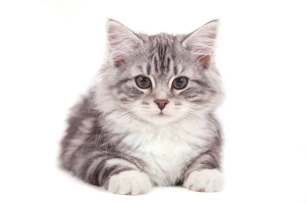 Small Siberian Kitten White Background — Stock Photo, Image