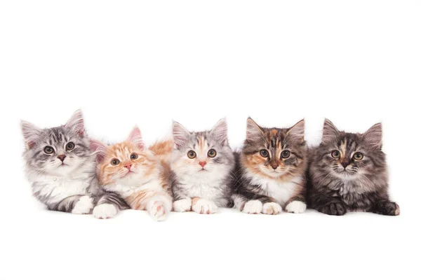 Five Small Siberian Kittens White Background Cats Lying — Stock Photo, Image