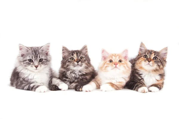Four Small Siberian Kittens White Background Cats Lying — Stock Photo, Image