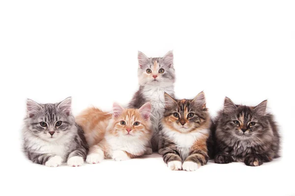 Cinco Pequenos Gatinhos Siberianos Fundo Branco — Fotografia de Stock