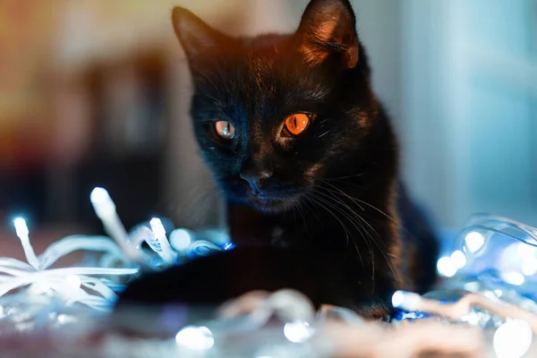 Кіт Різдвяною Гірляндою — стокове фото