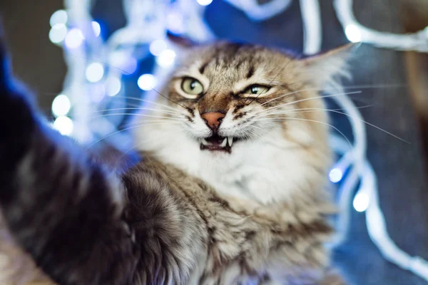Komik Kedi Selfie Çekiyor — Stok fotoğraf
